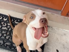 American Pit Bull Terrier – Gray’Ce – Kissimmee