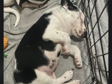 American Pit Bull Terrier - mixed pitbull terrier available for adoption in Los Angeles