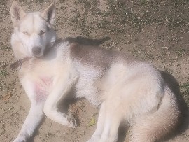 Siberian Husky - 3 years old female Siberian husky available for adoption to pet lovers on no cost  available for adoption in Gurugram