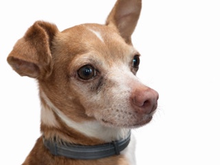 Chihuahua – Milo Chihuahua – Houston