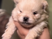Pomeranian – akc male Pomeranian