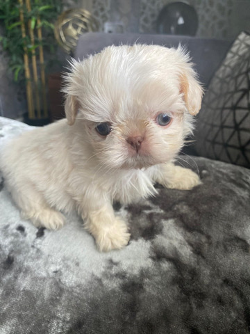 Shih Tzu – imperial shih tzu
