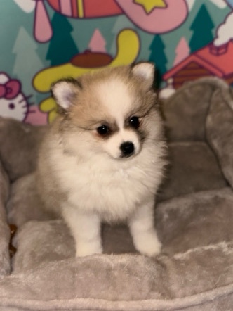 Pomeranian – Kali needs a home!