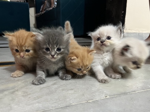 Persian (Modern) – Persian kittens for sale – Mohali