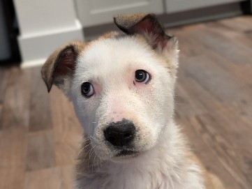 German Shepherd – German Shepherd with a hint of Great Pyrenees – Ashburn