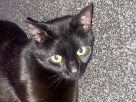 British Shorthair – male cat for new home – Walsall