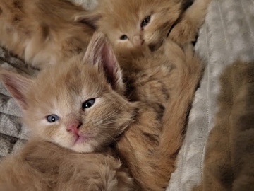 Maine Coon – Maine **** Babys – Bremen
