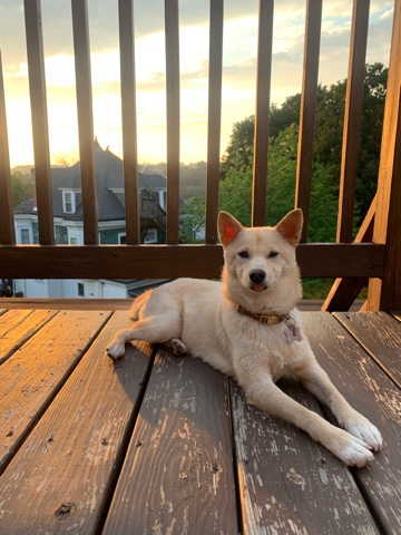 Shiba Inu – Puppy For Sale