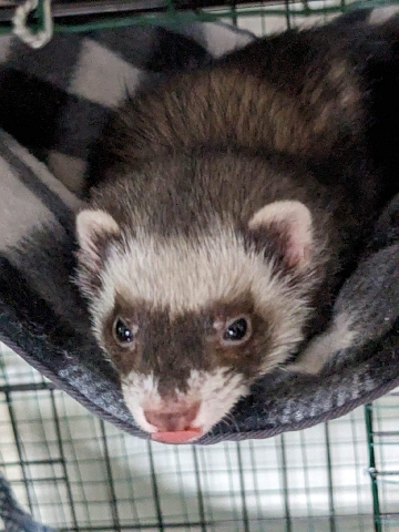 ferret – Ferret for sale