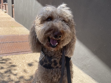 Labradoodle – Male Labradoodle – St. Louis