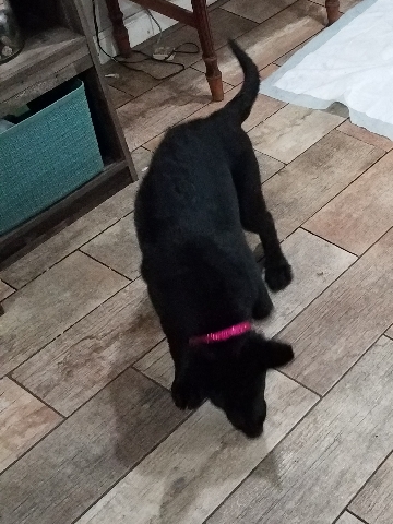 German Shepherd – Black German Shepard Pups