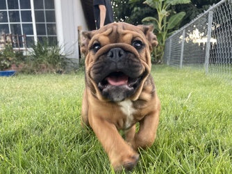 Bulldog – English Bulldog looking for home