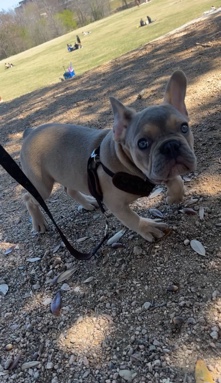 French Bulldog – Louie 3month French bulldog AKC certified