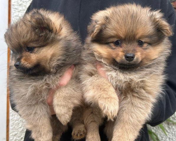 Pomeranian – Pomeranian