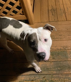 American Pit Bull Terrier – Clone $200 (CASH ONLY)