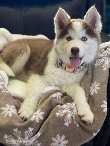 Siberian Husky – Husky Pups
