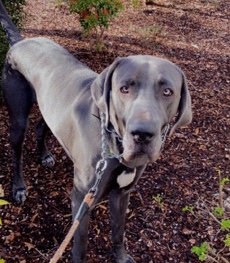 Great Dane – Special boy needs special home
