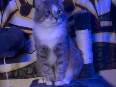 Oriental Longhair – Need to Rehome Cat ASAP – Las Vegas