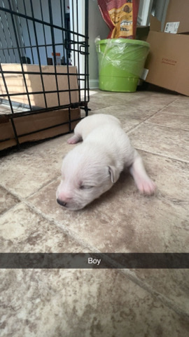 Siberian Husky – shepsky puppies!