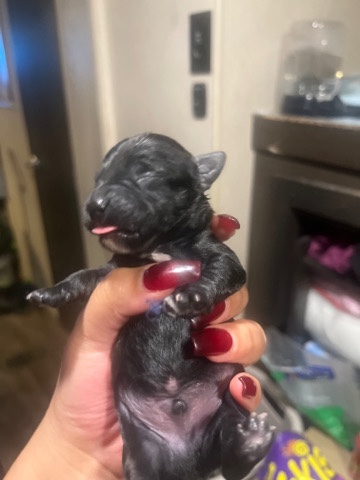 Dogs