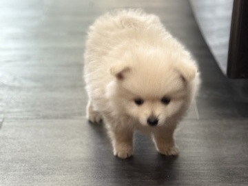 Pomeranian - Pomerania  available for adoption in Los Angeles