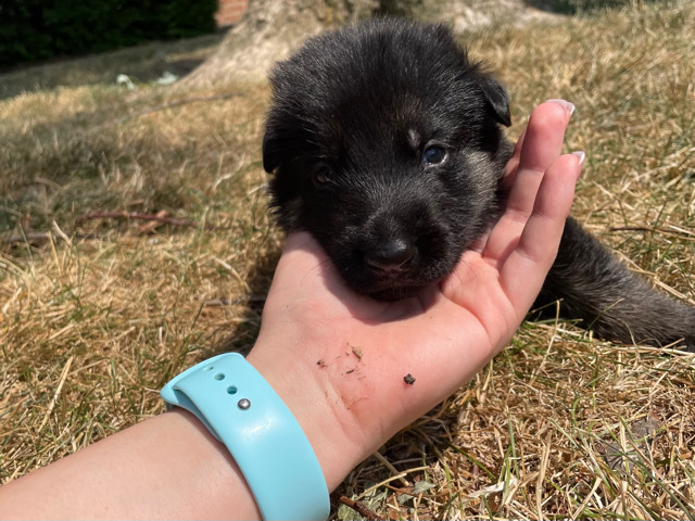 German Shepherd – puppies for sale