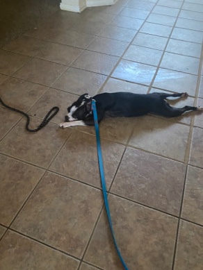 Boston Terrier – Female Boston