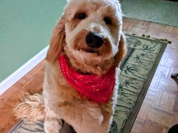 Golden Retriever – Golden Doodle – Mount Orab