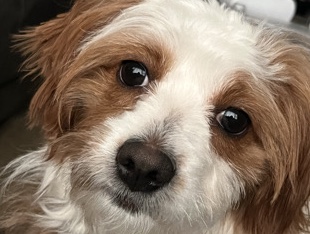 Cavapoo – Friendly 1-Year-Old Cavapoo for Sale in Ferndale – Ferndale