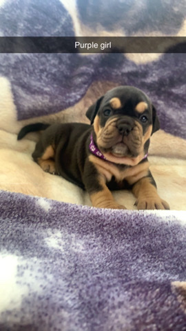 Olde English Bulldogge – bulldogs