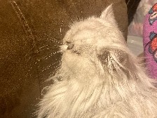Persian (Modern) – Persian Cat – Montrose