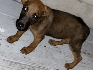 Mixed Breed – female puppy doberman mixed with Belgian mallinos female – Houston
