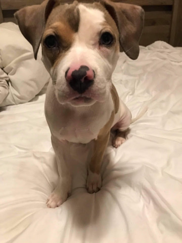 American Pit Bull Terrier – Pitbull terrier