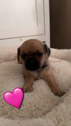 Pug – Female Chug/Pughuahua
