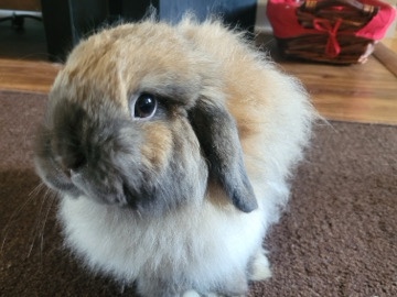American Fuzzy Lop – Sweet blind bunny for sale – Lyman