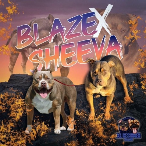 American Bulldog – designer American bully XL