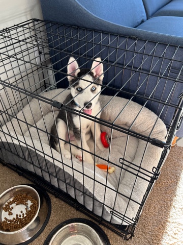 Siberian Husky – For free