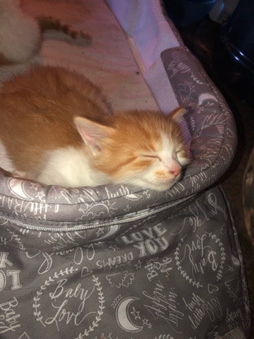 kitten
