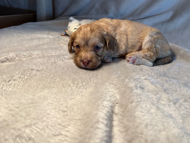 Maltipoo puppy