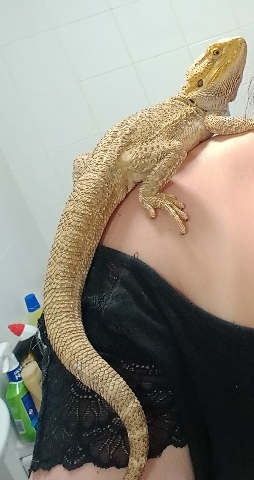 reptile – bearded Dragon