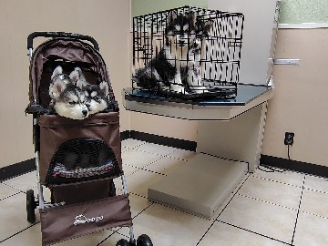 🐾 Husky/Malamute Puppies – 6 Weeks Old & Ready for New Homes 🐾