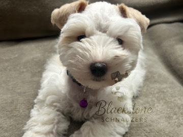 Miniature Schnauzer – Miniature Schnauzer – Broken Arrow