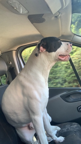 American Bulldog – American bulldog, Johnson