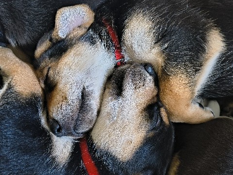 Mixed Breed – German shepherd/ bluetick mix – Garrett