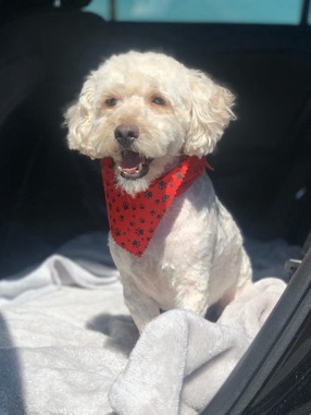 FREE mini labradoodle Oscar needs to be rehomed