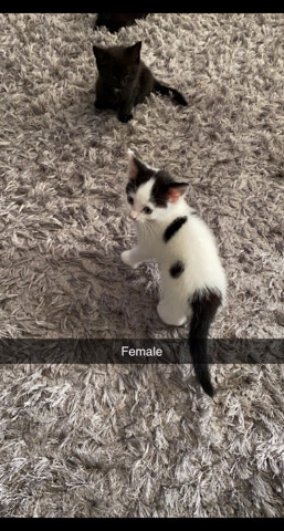 British Shorthair – 8 week old kittens