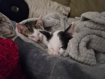 Rehoming two kittens – Santa Clarita