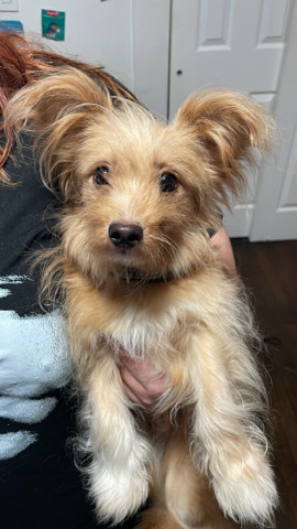 Maltese – 6 months old Maltese mix