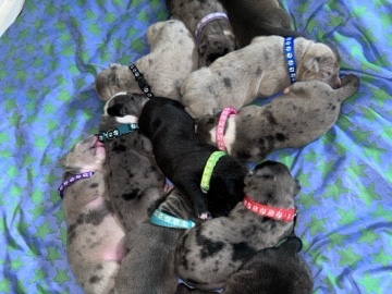 Cane Corso – cane corso X American bulldog puppies – Newcastle Upon Tyne