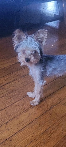 Yorkshire Terrier – yorkie
